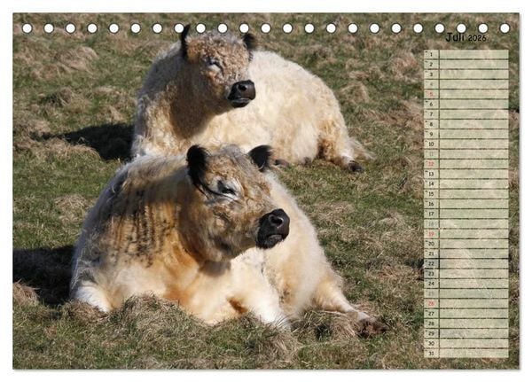Produktbild: Gl&uuml;ckliche K&uuml;he (Tischkalender 2026 DIN A5 quer), CALVENDO Monatskalender