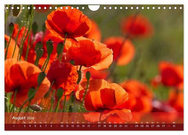 Produktbild: Mohntr&auml;ume (Wandkalender 2026 DIN A4 quer), CALVENDO Monatskalender