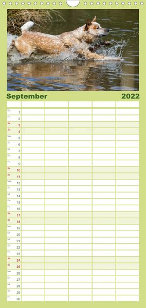 Produktbild: Spaziergang am See Australian Cattle Dogs - Familienplaner hoch (Wandkalender 2022 , 21 cm x 45 cm, hoch)