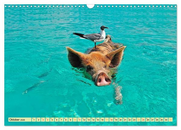 Produktbild: Lustig und verr&uuml;ckt - der ganz andere Tierkalender (Wandkalender 2026 DIN A3 quer), CALVENDO Monatskalender