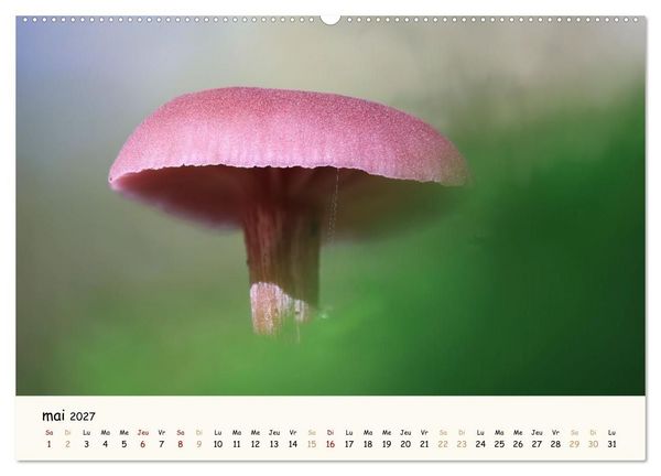 Produktbild: Champignons magiques (Calendrier mural haut de gamme 2027 DIN A2 vertical), CALVENDO calendrier mensuel