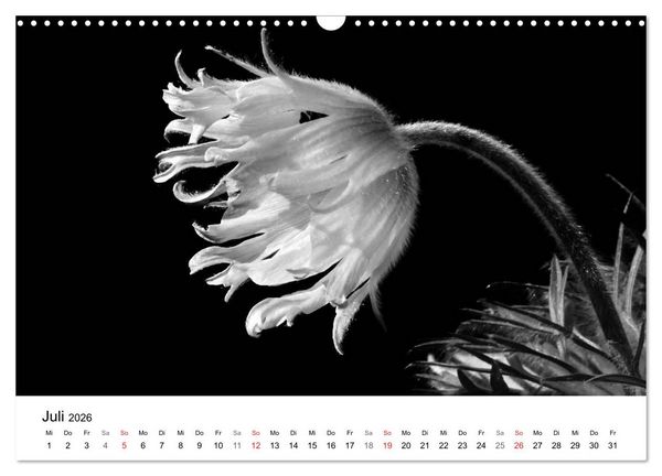 Produktbild: Blumen 2026, Schwarz-Wei&szlig; (Wandkalender 2026 DIN A3 quer), CALVENDO Monatskalender