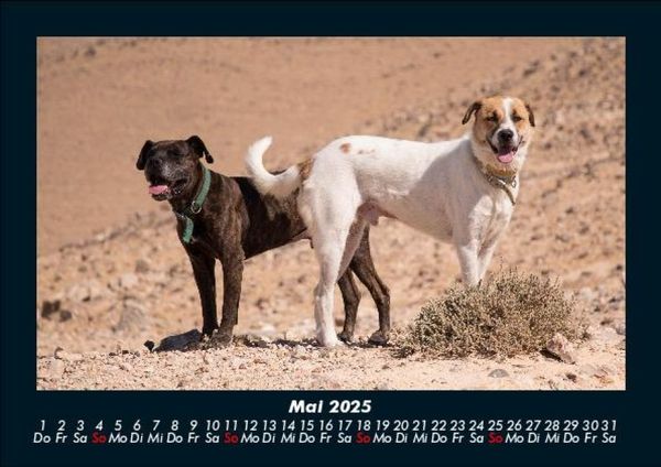 Produktbild: Hunde 2025 Fotokalender DIN A5