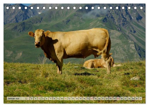Produktbild: Gl&uuml;ckliche K&uuml;he auf saftigen Wiesen (Tischkalender 2026 DIN A5 quer), CALVENDO Monatskalender