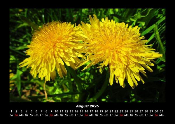 Produktbild: Blumentr&auml;ume 2026 Fotokalender DIN A3
