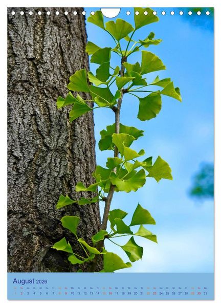 Produktbild: Ginkgo (Wandkalender 2026 DIN A4 hoch), CALVENDO Monatskalender