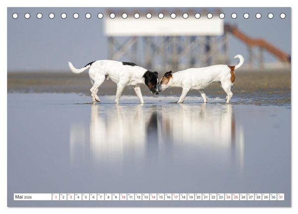 Produktbild: Jack Russell - Klein, aber oho! (Tischkalender 2026 DIN A5 quer), CALVENDO Monatskalender