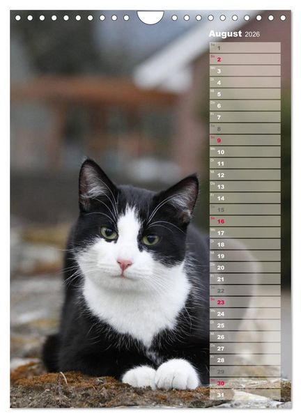 Produktbild: Hauskatzen (Wandkalender 2026 DIN A4 hoch), CALVENDO Monatskalender