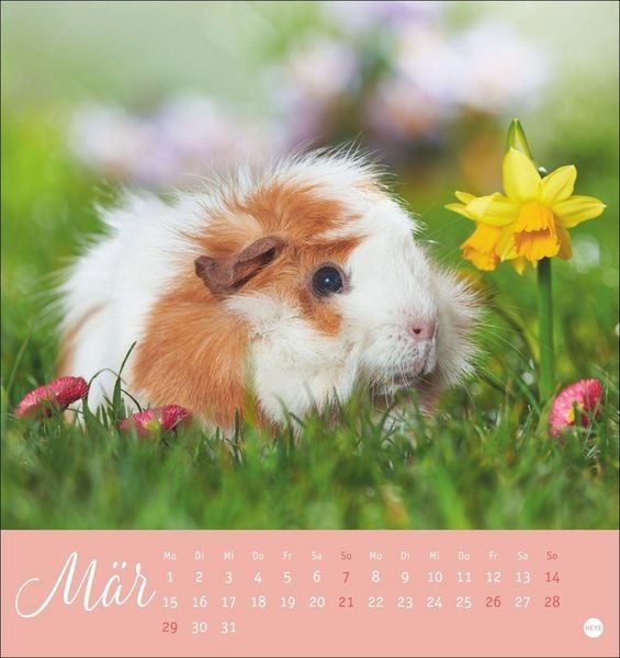 Produktbild: Kuschelige Meerschweinchen Postkartenkalender 2027