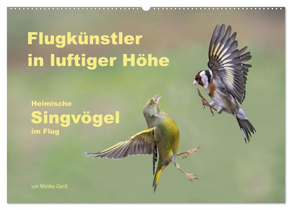 Produktbild: Flugk&uuml;nstler in luftiger H&ouml;he - Heimische Singv&ouml;gel im Flug (Wandkalender 2027 DIN A2 quer), CALVENDO Monatskalender
