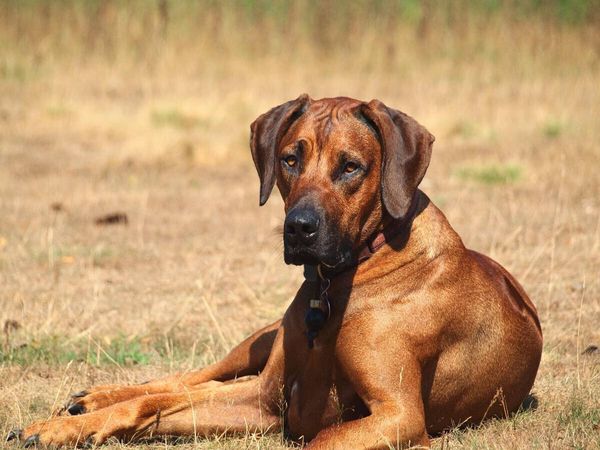 Produktbild: CALVENDO Puzzle Ein Motiv aus dem Kalender Ridgebacks - Hunde aus Afrika | 1000 Teile Lege-Gr&ouml;&szlig;e 64x48cm Foto-Puzzle f&uuml;r gl&uuml;ckliche Stunden