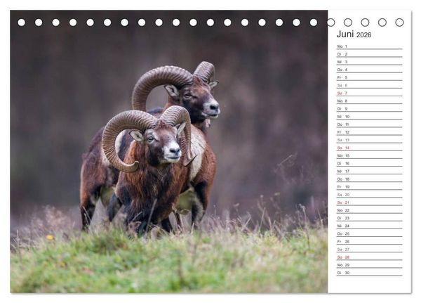 Produktbild: Emotionale Momente: Muffelwild. (Tischkalender 2026 DIN A5 quer), CALVENDO Monatskalender