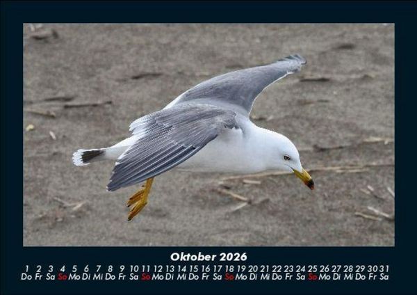 Produktbild: M&ouml;wen 2026 Fotokalender DIN A5
