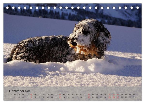 Produktbild: Liebenswerte Clowns (Tischkalender 2026 DIN A5 quer), CALVENDO Monatskalender