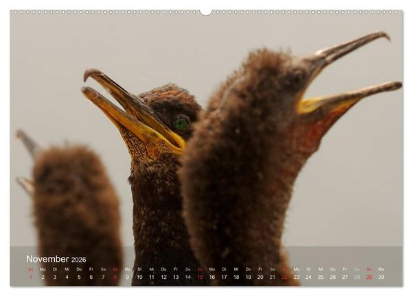 Produktbild: Nordatlantische Seev&ouml;gel (Wandkalender 2026 DIN A2 quer), CALVENDO Monatskalender