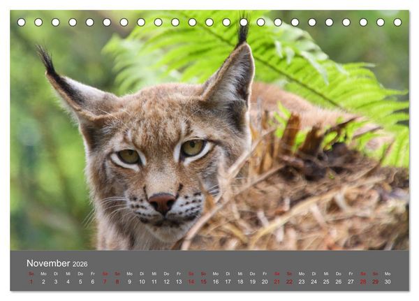 Produktbild: Der Luchs - Hochbeinig, Pinselohren, Backenbart (Tischkalender 2026 DIN A5 quer), CALVENDO Monatskalender