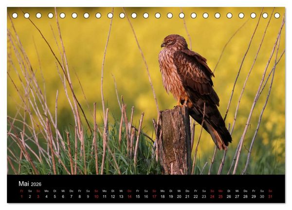 Produktbild: Wiesenweihen in Deutschland (Tischkalender 2026 DIN A5 quer), CALVENDO Monatskalender