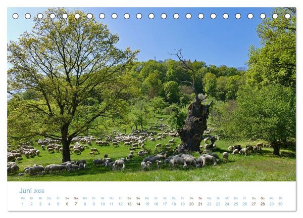 Produktbild: Mit Schafen durch das Jahr (Tischkalender 2026 DIN A5 quer), CALVENDO Monatskalender