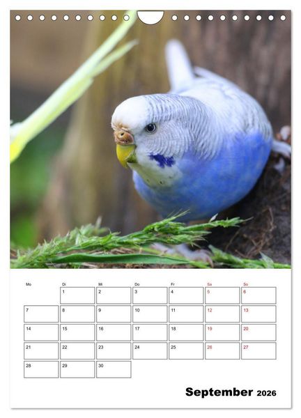 Produktbild: Wellensittichkalender Jubil&auml;umsedition - 10 Jahre Wellensittichkalender! (Wandkalender 2026 DIN A4 hoch), CALVENDO Monatskalender