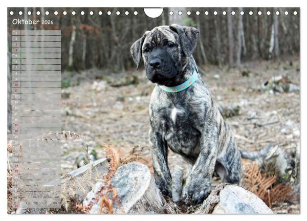 Produktbild: Dogo Canario (Wandkalender 2026 DIN A4 quer), CALVENDO Monatskalender