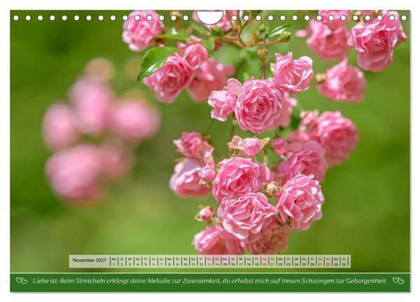 Produktbild: Rosen, Liebe ist (Wandkalender 2027 DIN A4 quer), CALVENDO Monatskalender