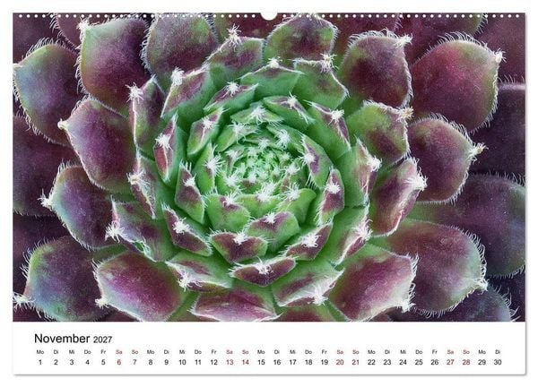 Produktbild: Sukkulenten Galerie (Wandkalender 2027 DIN A2 quer), CALVENDO Monatskalender