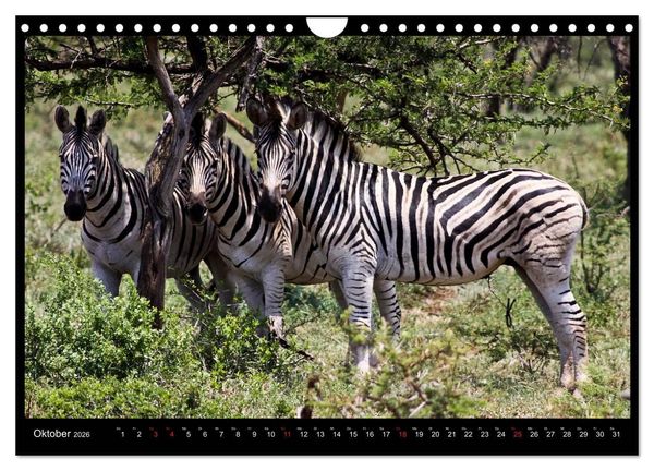 Produktbild: S&Uuml;DAFRIKA Augenblicke (Wandkalender 2026 DIN A4 quer), CALVENDO Monatskalender