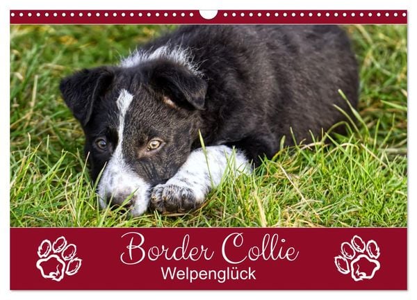 Border Collie - Welpenglück (Wandkalender 2025 DIN A3 quer), CALVENDO Monatskalender