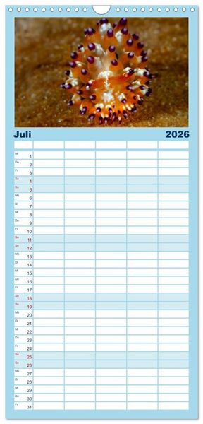 Produktbild: Familienplaner 2026 - Nudis &ndash; Die bunte Welt der Nacktschnecken mit 5 Spalten (Wandkalender, 21 x 45 cm) CALVENDO