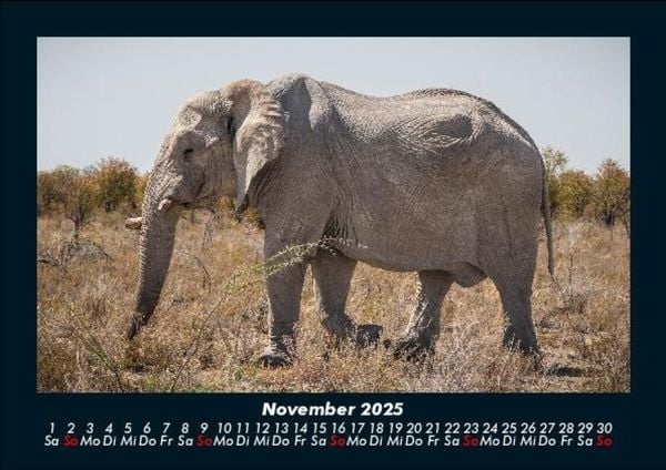 Produktbild: Elefanten - Die sanften Riesen Afrikas 2025 Fotokalender DIN A5