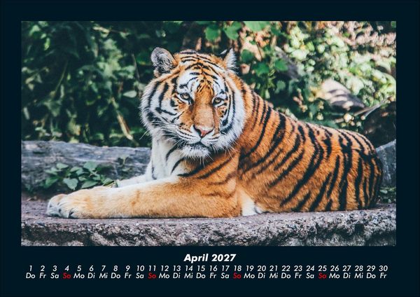 Produktbild: Tiger 2027 Fotokalender DIN A4