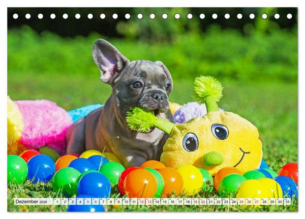 Produktbild: Kleine Helden - Franz&ouml;sische Bulldoggen (Tischkalender 2026 DIN A5 quer), CALVENDO Monatskalender