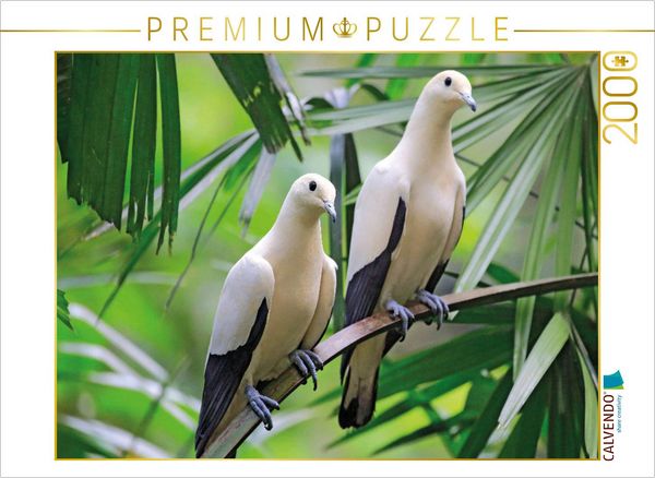 CALVENDO Puzzle Zweifarben Fruchttaube, ein Paar auf einem Baum | 2000 Teile Lege-Größe 90x67cm Foto-Puzzle für glückliche Stunden