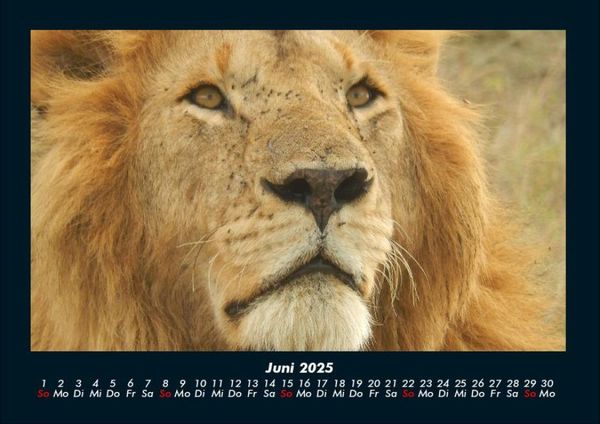 Produktbild: L&ouml;wen in der Wildnis 2025 Fotokalender DIN A4