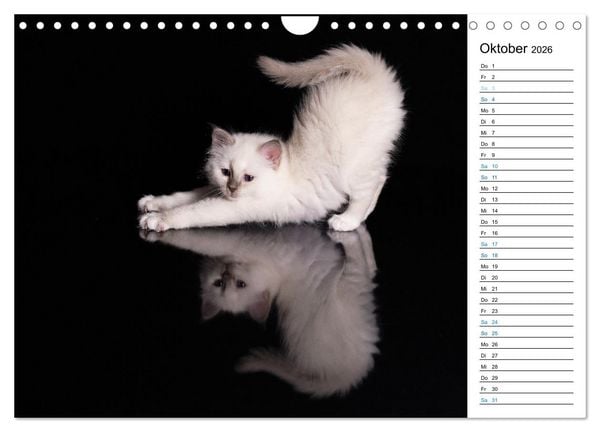 Produktbild: Heilige Birma Kitten mit Planer (Wandkalender 2026 DIN A4 quer), CALVENDO Monatskalender