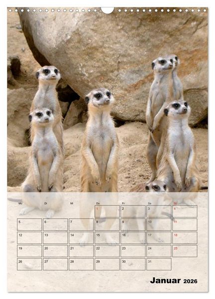 Produktbild: Erdm&auml;nnchen - Afrikas liebenswerte Zwerge (Wandkalender 2026 DIN A3 hoch), CALVENDO Monatskalender