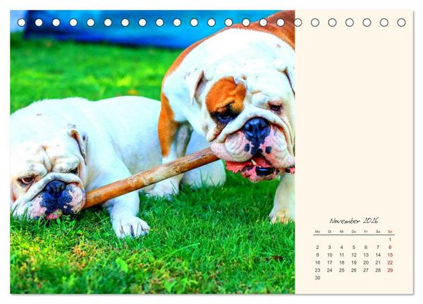 Produktbild: Dicke Freunde. Englische Bulldoggen (Tischkalender 2026 DIN A5 quer), CALVENDO Monatskalender