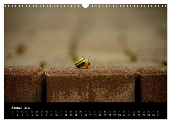 Produktbild: Kleine B&auml;nderschnecke ganz gro&szlig; - Gem&uuml;tlich durch das neue Jahr (Wandkalender 2026 DIN A3 quer), CALVENDO Monatskalender