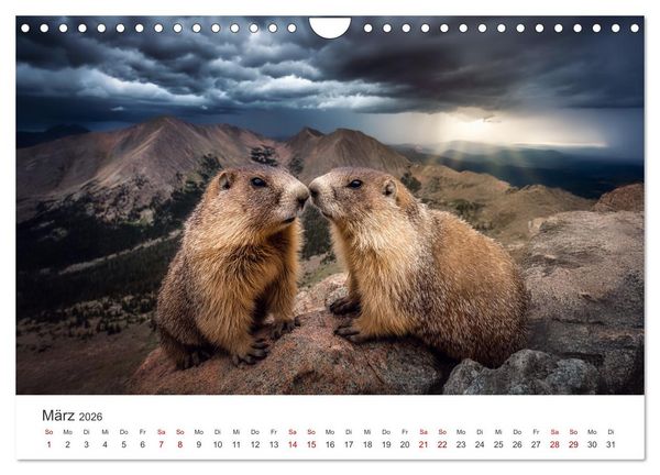 Produktbild: Alpenpl&uuml;sch - Mit Murmeltieren durchs Jahr (Wandkalender 2026 DIN A4 quer), CALVENDO Monatskalender