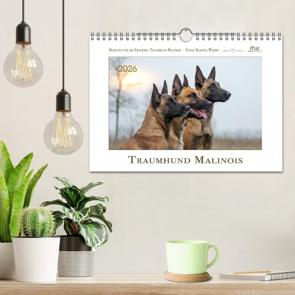 Produktbild: Traumhund Malinois (Wandkalender 2026 DIN A4 quer), CALVENDO Monatskalender