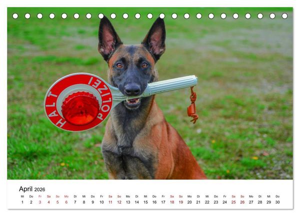 Produktbild: Malinois - Wahnsinn auf vier Pfoten (Tischkalender 2026 DIN A5 quer), CALVENDO Monatskalender