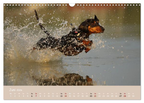 Produktbild: Dackel - lustige Gesellen auf kurzen Beinchen (Wandkalender 2026 DIN A3 quer), CALVENDO Monatskalender