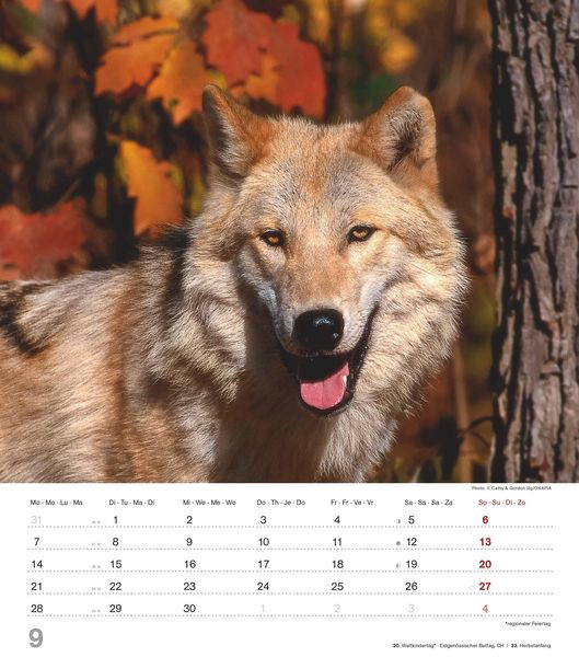 Produktbild: Mythos Wolf 2026 - Foto-Kalender - Wand-Kalender - 30x34