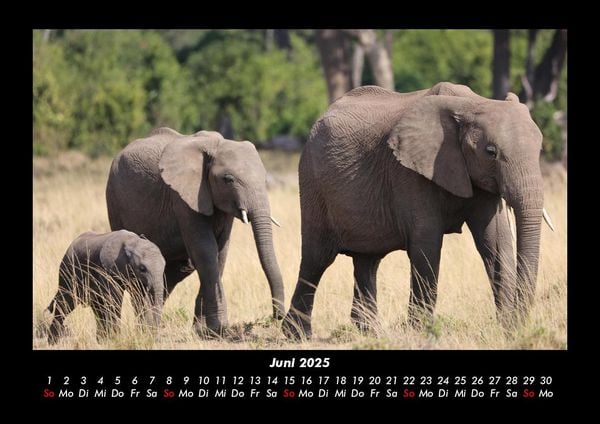 Produktbild: Elefanten 2025 Fotokalender DIN A3