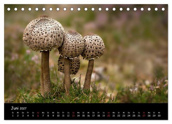 Produktbild: Pilzgalerie (Tischkalender 2027 DIN A5 quer), CALVENDO Monatskalender