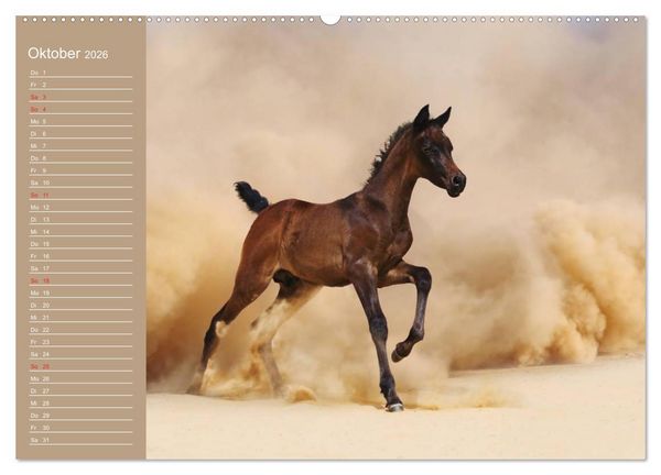 Produktbild: Pferde. Araber im W&uuml;stensand (Wandkalender 2026 DIN A2 quer), CALVENDO Monatskalender