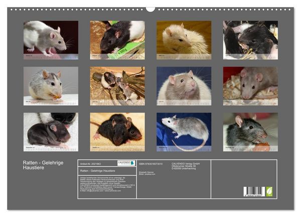 Produktbild: Ratten - Gelehrige Haustiere (Wandkalender 2026 DIN A2 quer), CALVENDO Monatskalender