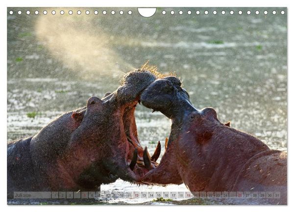 Produktbild: Flusspferde Magie des Augenblicks - Hippos in Afrika (Wandkalender 2026 DIN A4 quer), CALVENDO Monatskalender