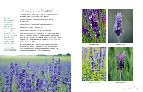 Produktbild: The Lavender Companion