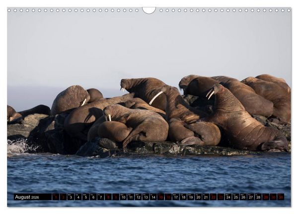 Produktbild: Impressions of Svalbard (Wall Calendar 2026 DIN A3 landscape), CALVENDO 12 Month Wall Calendar